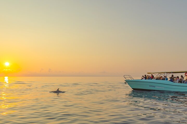 Mallorca: Avistamiento de delfines en lancha rápida con opción al amanecer